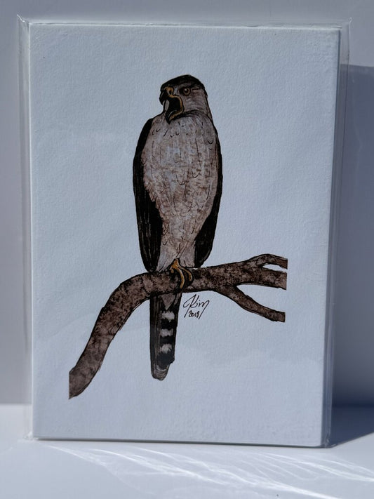 Coopers Hawk Watercolor Print