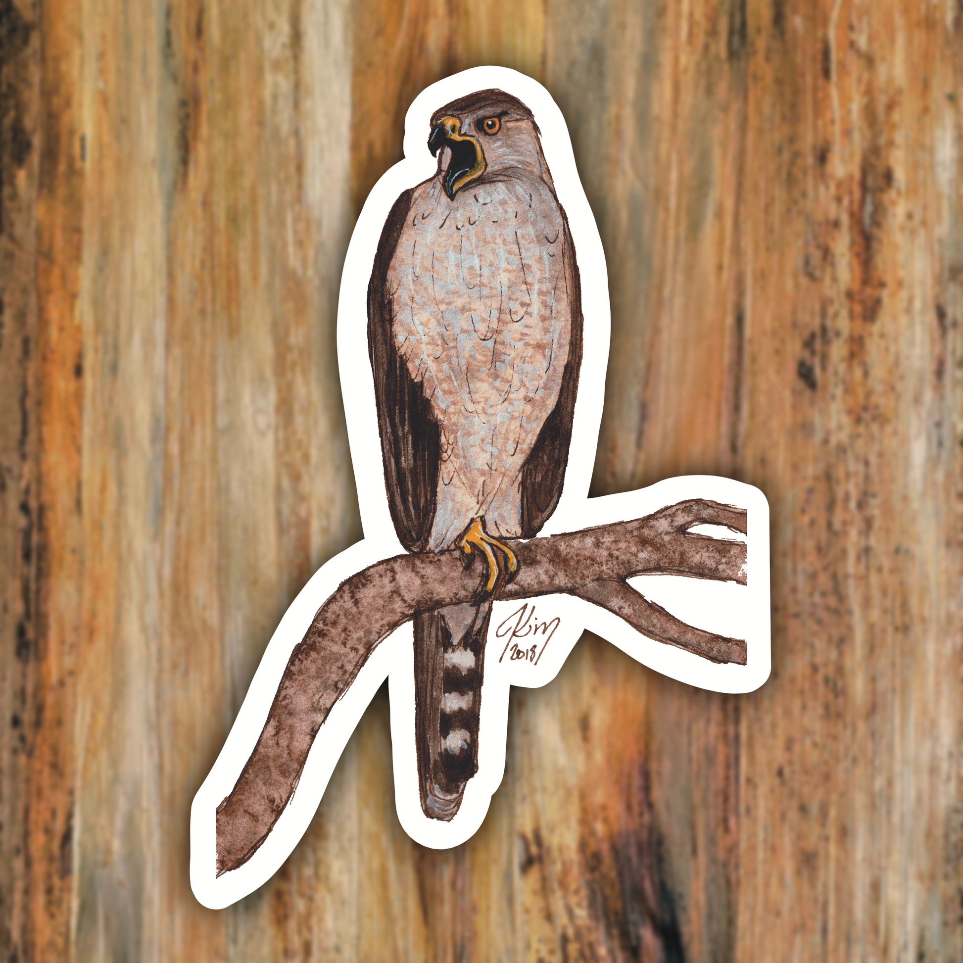 Coopers_Hawk.png
