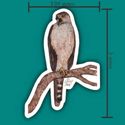 Coopers_Hawk 1.png
