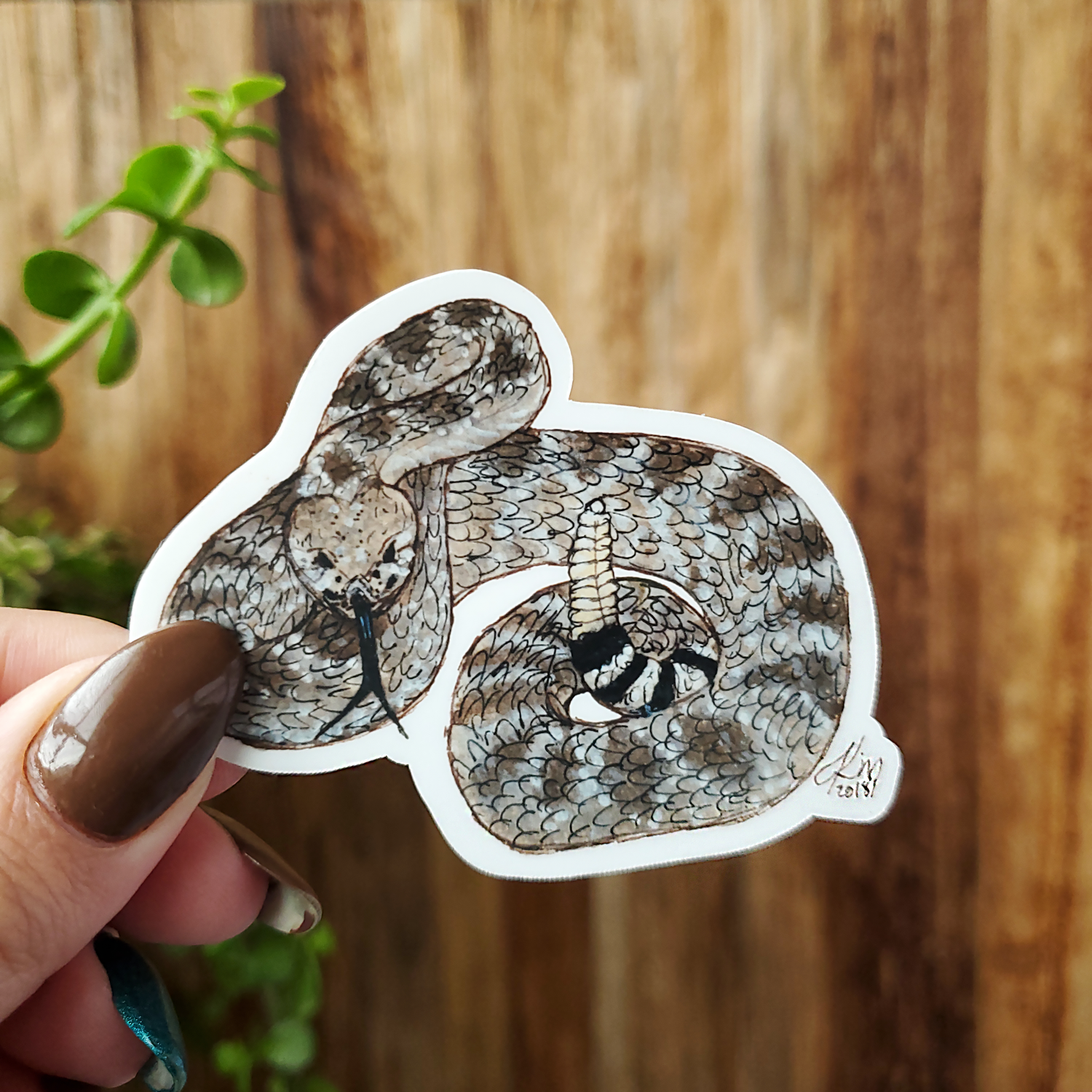 DiamondbackRattlesnakeProductPhoto.png